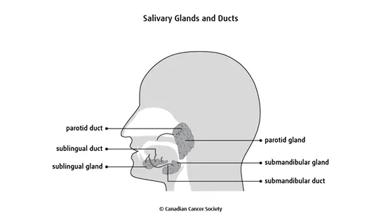 Diagram of the salivary glands and ducts