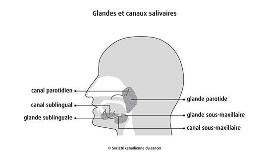 Schéma des glandes et canaux salivaires