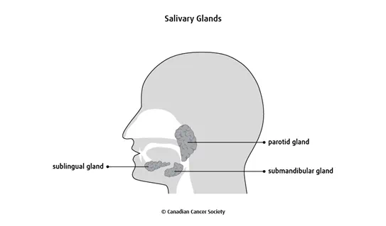 Diagram of the salivary glands