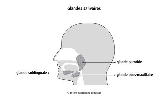 Schéma des glandes salivaires