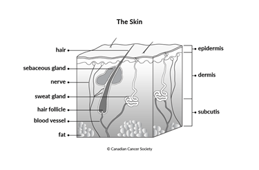 Diagram of the skin