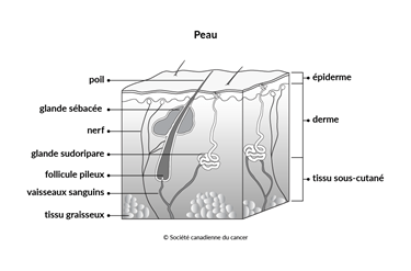 Schéma de la peau