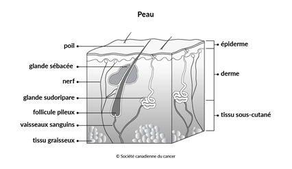 Schéma de la peau
