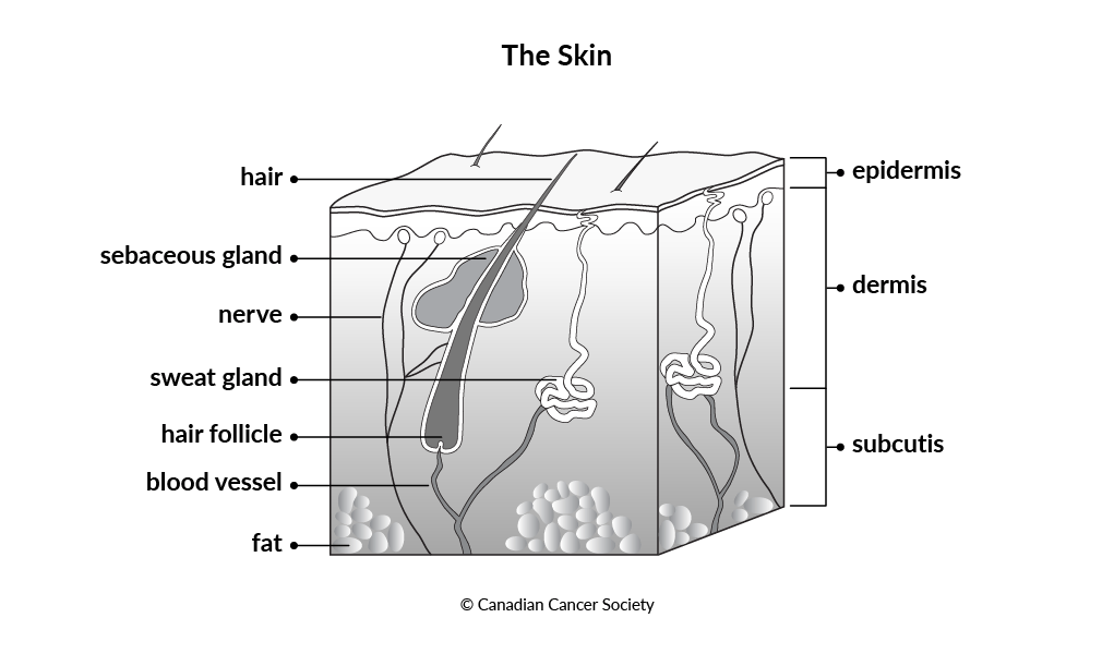 Diagram of the skin