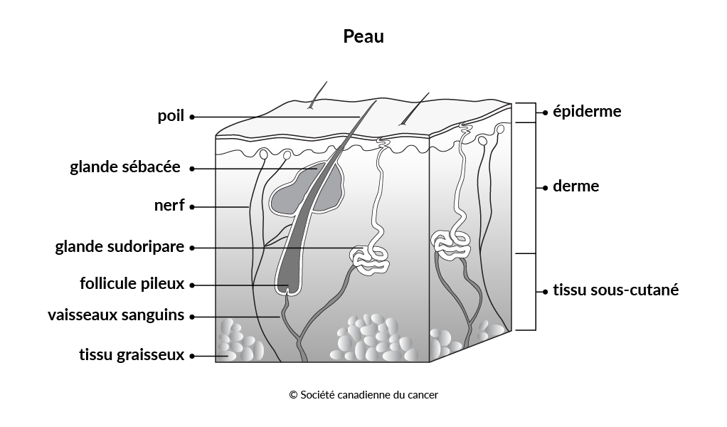  Schéma de la peau 