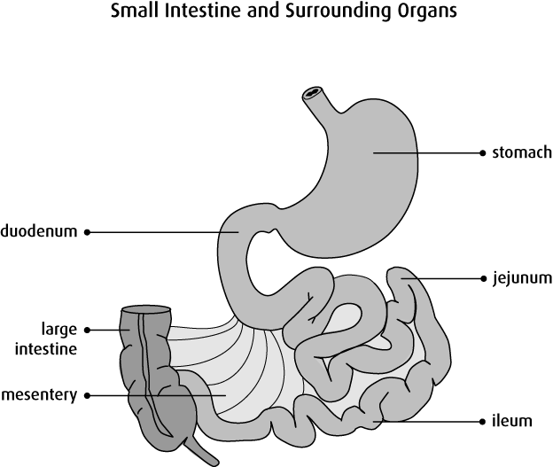 Diagram of the small intestine and surrounding organs