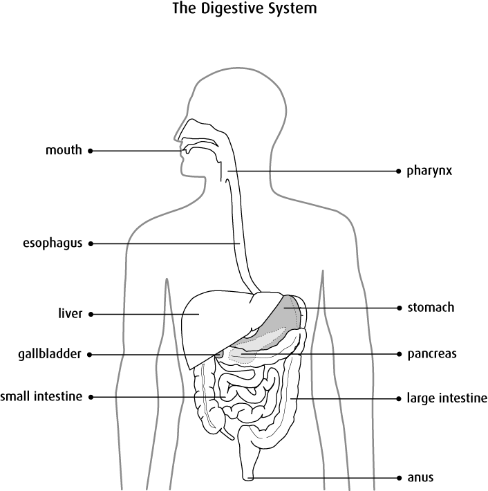 Diagram of the digestive system