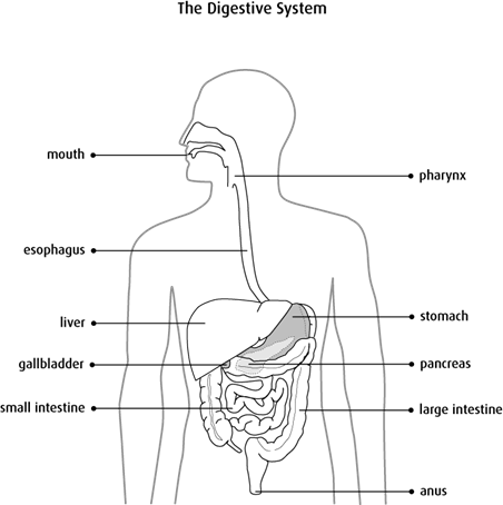 Diagram of the digestive system