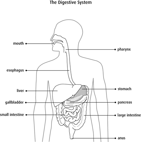 Diagram of the digestive system