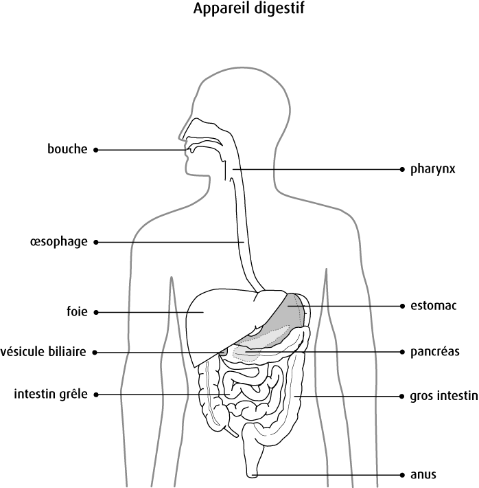 Fiche Explicative De La Leçon Processus De Digestion Nagwa, 40% OFF