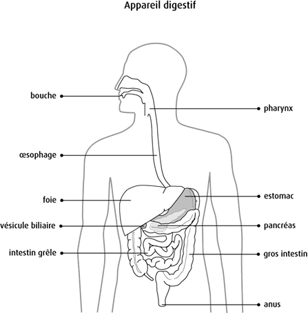 Tube digestif : définition, schéma