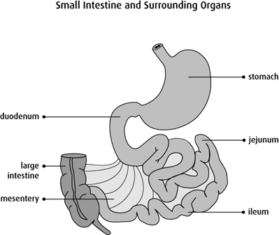 Diagram of the small intestine and surrounding organs