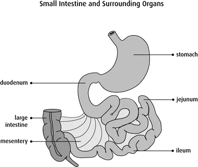 Diagram of the small intestine and surrounding organs