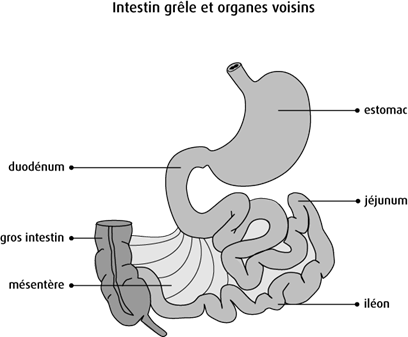 Schéma de l'intestin grêle et des organes voisins