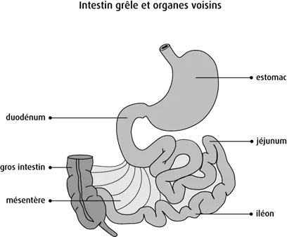 Schéma de l'intestin grêle et des organes voisins