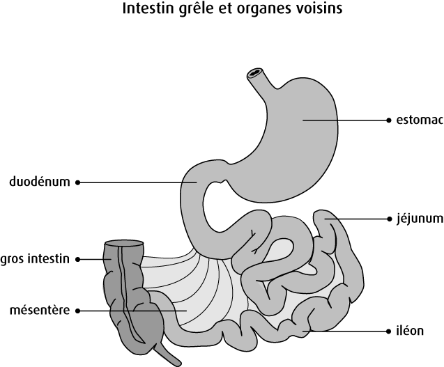 Schéma de l'intestin grêle et des organes voisins