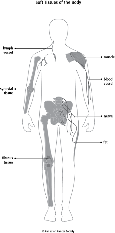 The soft tissues of the body
