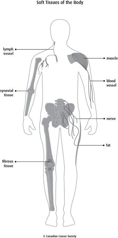 Diagram of the soft tissues of the body