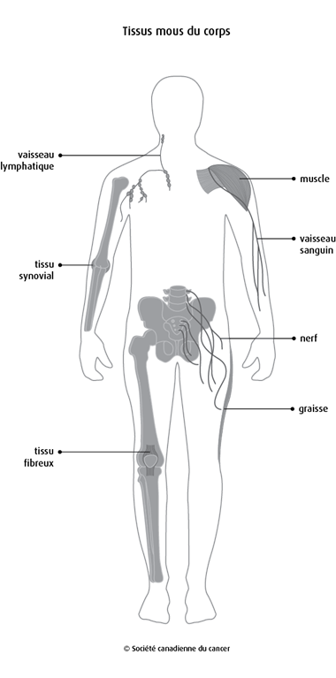Schéma des tissus mous du corps