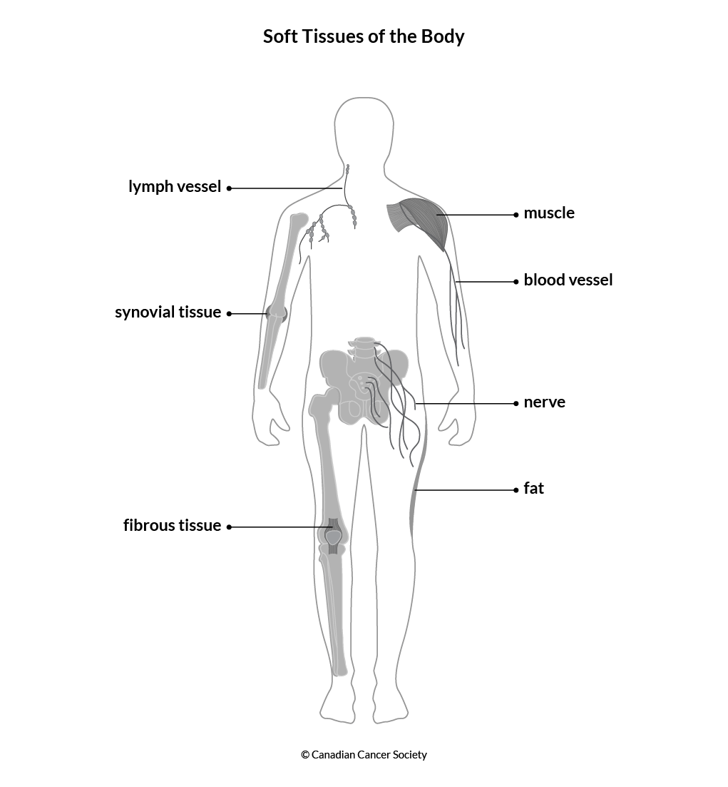 Diagram of the soft tissues of the body
