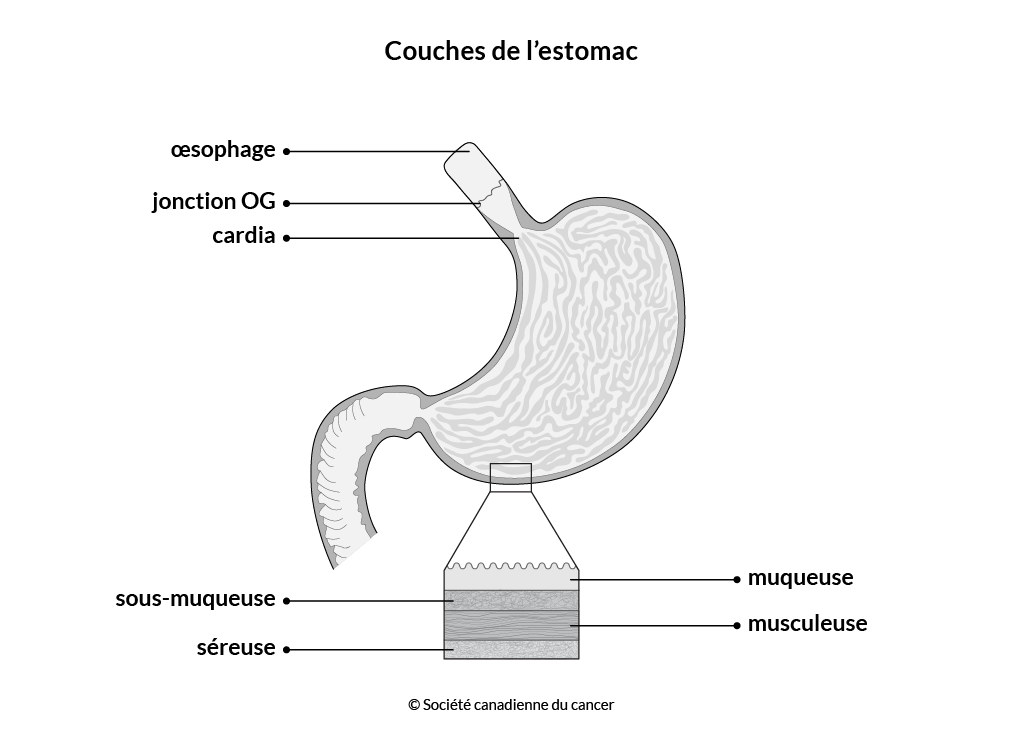 Schéma des couches de l'estomac