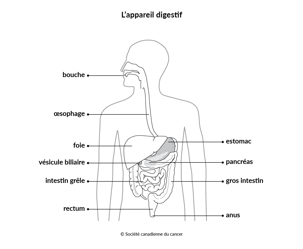 Schéma de l'appareil digestif