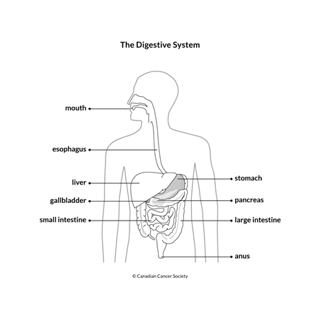 Diagram of the digestive system