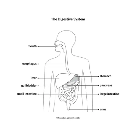 Diagram of the digestive system