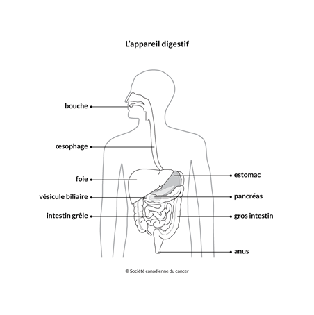 À propos de notre système digestif - Canadian Digestive Health