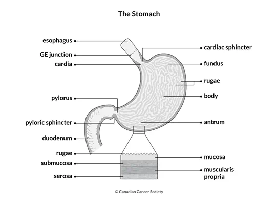 Diagram of the stomach