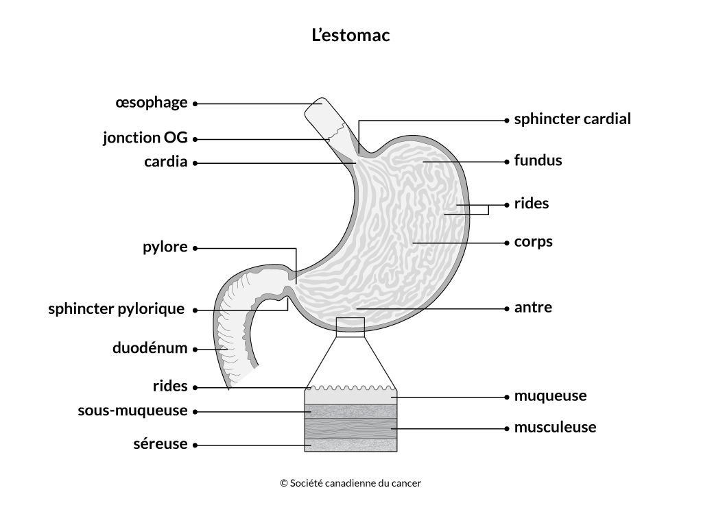 L’estomac | Société Canadienne Du Cancer