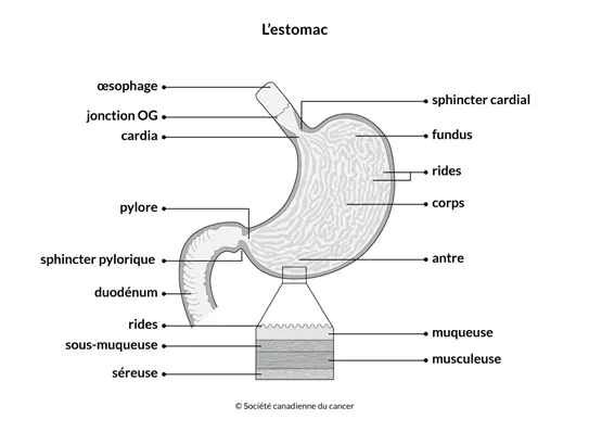 Schéma de l'estomac