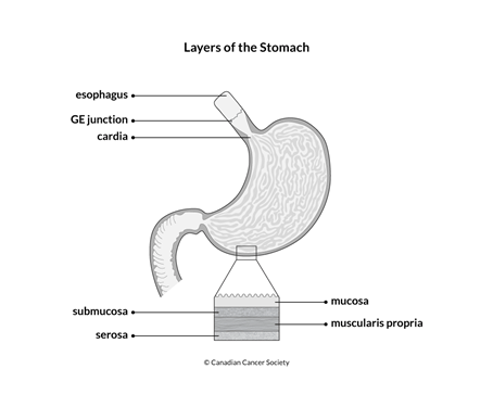 Diagram of the layers of the stomach