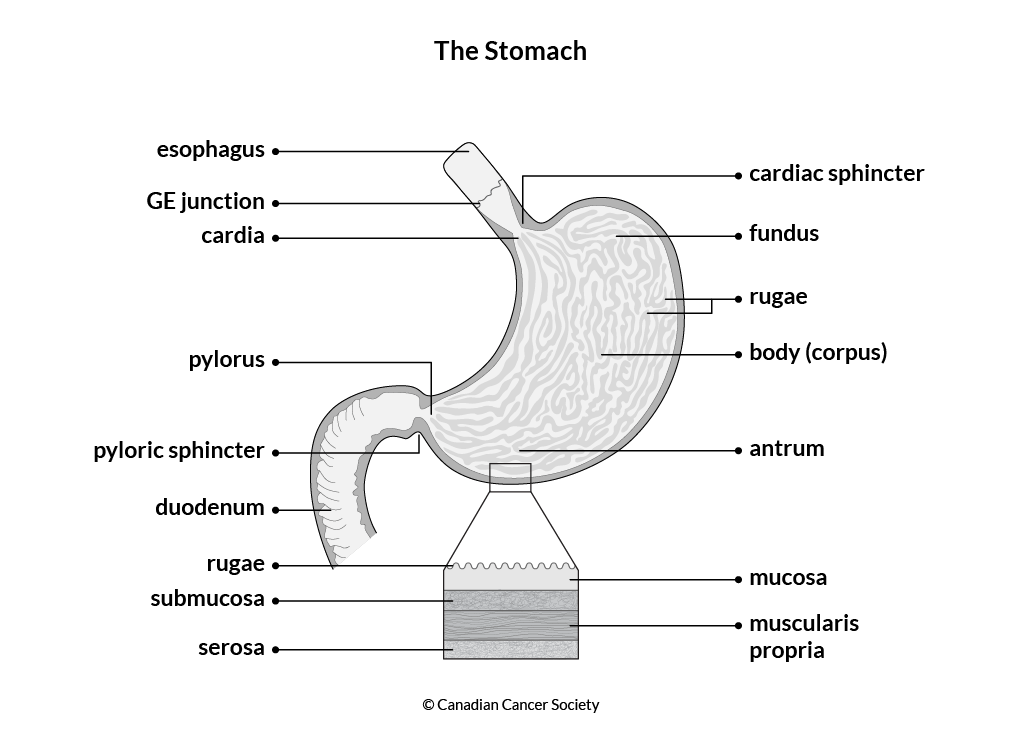 Diagram of the stomach