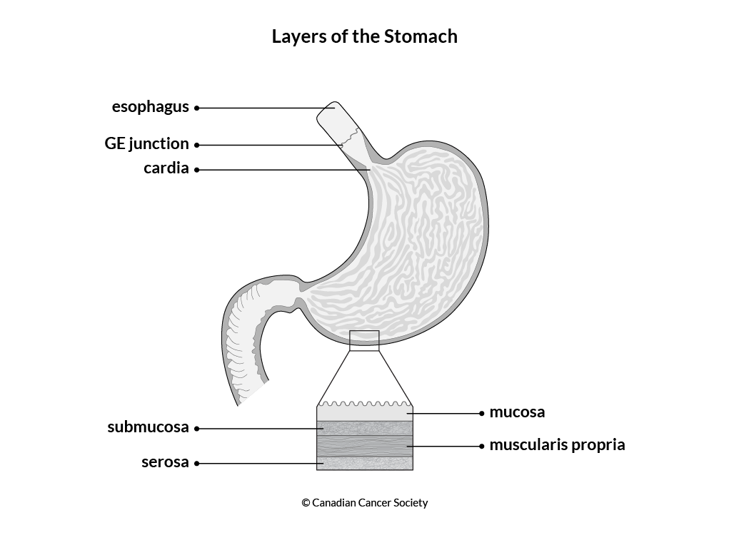 Diagram of the layers of the stomach