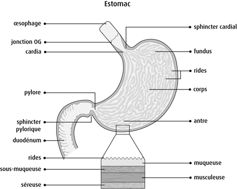 Schéma de l'estomac
