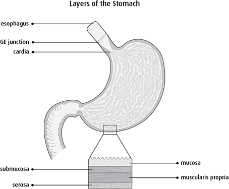 Diagram of the layers of the stomach