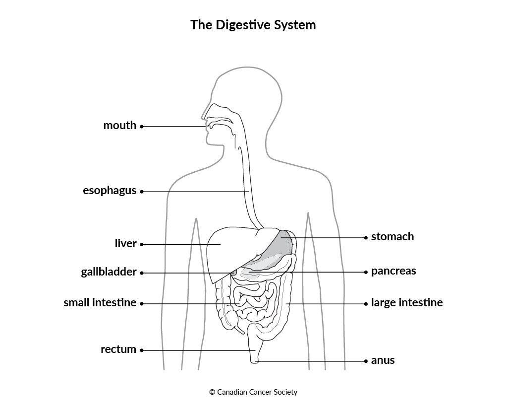 Diagram of the digestive system