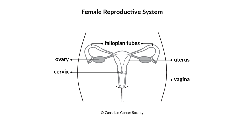 Diagram of the female reproductive system