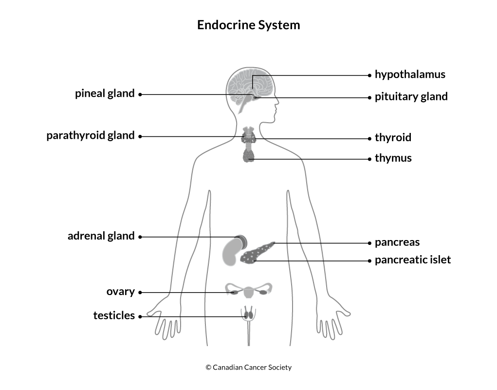 Diagram of the endocrine system
