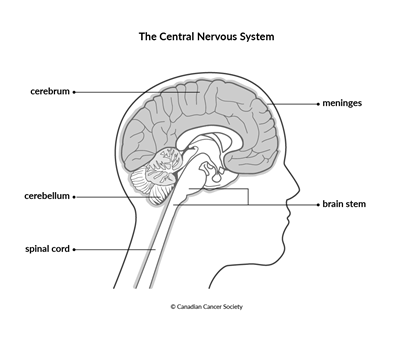 Diagram of the central nervous system