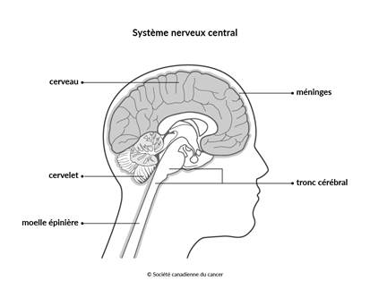 Schéma du système nerveux central