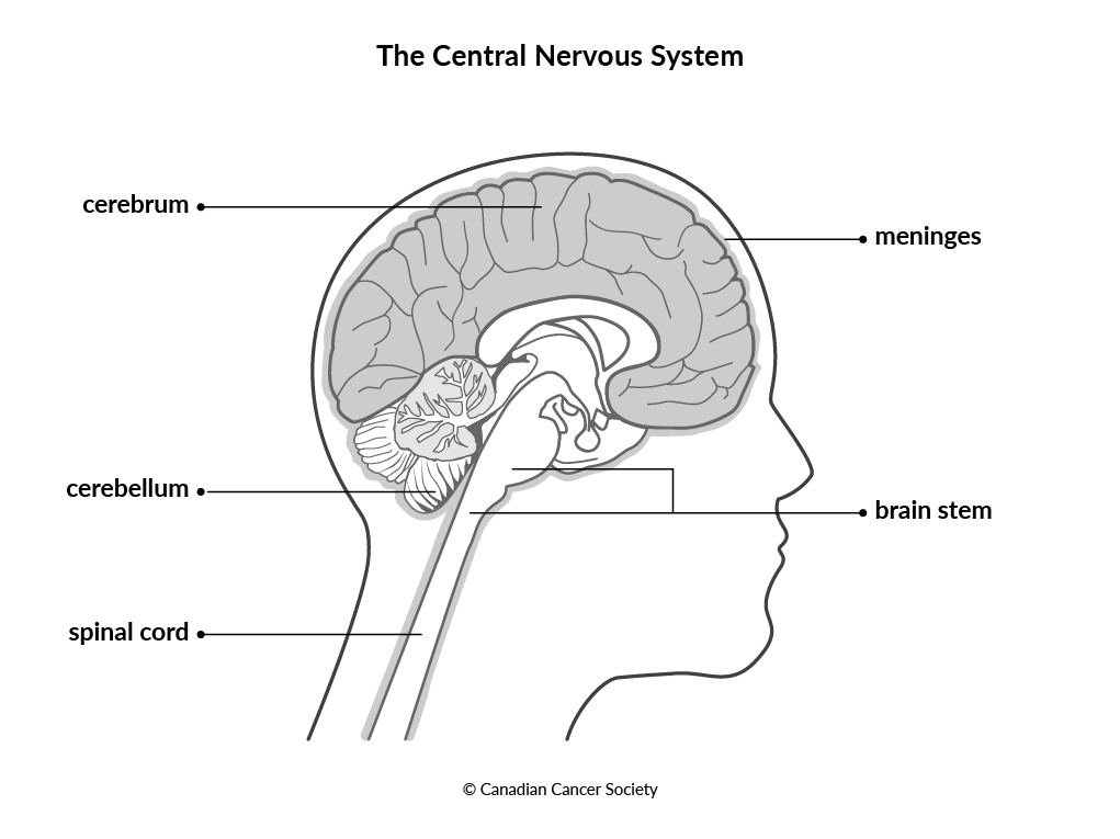 Diagram of the central nervous system