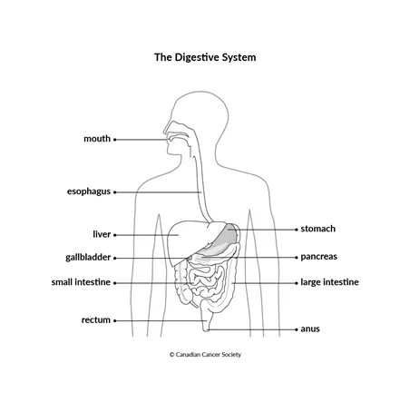 Diagram of the digestive system