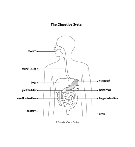 Diagram of the digestive system