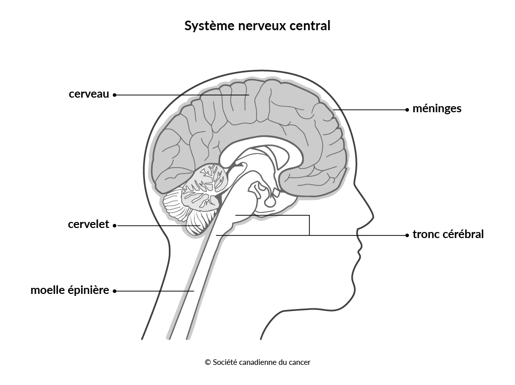 Schéma du système nerveux central