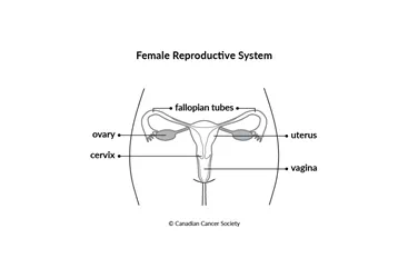 Diagram of the female reproductive system