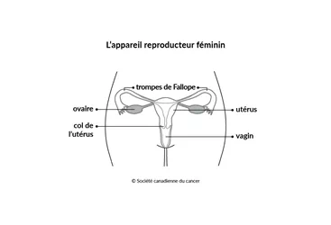 Schéma de l’appareil reproducteur féminin
