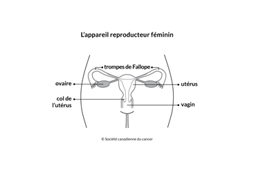Schéma de l’appareil reproducteur féminin