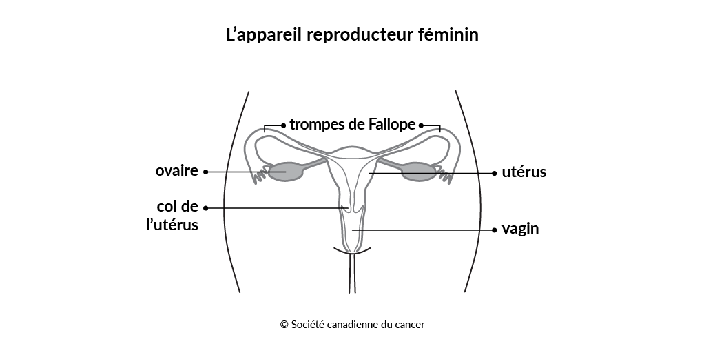 Schéma de l’appareil reproducteur féminin